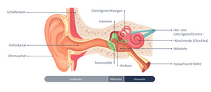 Abbildung der Anatomie des menschlichen Gehörs. Beschriftet sind alle Teile des Gehörs von außen bis innen.