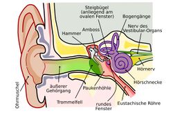 Zu sehen ist die Anatomie des menschlichen Gehörs von außen bis innen. Angefangen mit der Ohrmuschel außen, über den Gehörgang bis zur Cochlea. Alle Teile sind beschriftet.